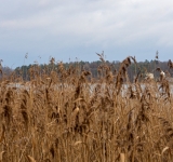 Śnieć cuchnąca pszenicy – groźna choroba zbóż i skuteczne metody jej zwalczania